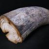 Mastodon Ivroy For Sale - Image 3
