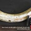 Mastodon Ivroy For Sale - Image 5