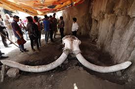 Woolly mammoth Ivroy For Sale