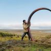 Woolly mammoth Ivroy For Sale - Image 4