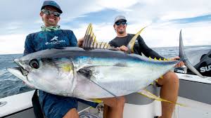 Yellowfin tuna fish for sale