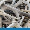 Elk tusk For Sale - Image 4