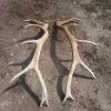 Elk tusk For Sale