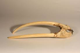 Walrus Ivory For Sale