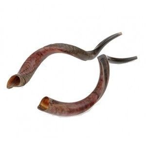 Shofar Horns For Sale