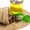 Camellia oil fein Seed For Sale
