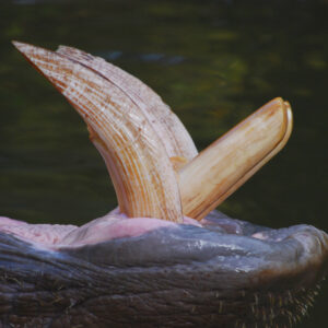 Hippopotamus Ivory For Sale