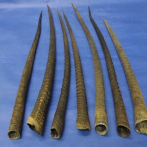 Gemsbok Horns For Sale