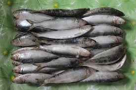 All Types of Sardine Fish For Sale