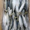 Frozen Mackerel Fish For Sale - Image 3