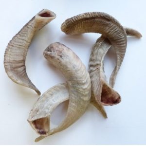 Sheep/Ram Horns For Sale
