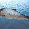 High Quality Milk Fish For Sale - Image 6