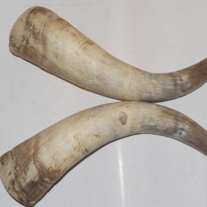 Cow Horns For Sale