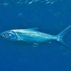High Quality Milk Fish For Sale - Image 3