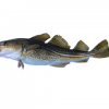 Pangasius butterfly Fish For Sale Pangasius Butterfly - Image 3