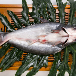 Pangasius butterfly Fish For Sale Pangasius Butterfly
