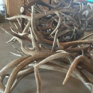Red Deer Antler Hrons For Sale