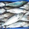 High Quality Milk Fish For Sale