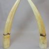 Narwhal Ivroy For Sale - Image 3