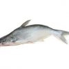 Pangasius butterfly Fish For Sale Pangasius Butterfly - Image 2