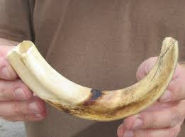 Warthog Ivory For Sale