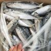 Quality Round Scad Fish For Sale - Image 2
