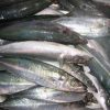 Quality Round Scad Fish For Sale - Image 3