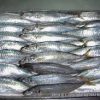 Quality Round Scad Fish For Sale - Image 4