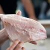 Frozen Fresh White Eel fillet fish for sale