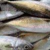 Frozen Mackerel Fish For Sale - Image 4