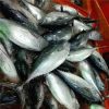 fresh bonito fish for sale - Image 2