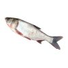 Round Chub Silver Carp Fish for sale - Image 2