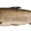 Round Chub Silver Carp Fish for sale - Image 3