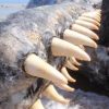 Sperm Whale Ivory For Sale - Image 4