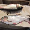 Round Chub Silver Carp Fish for sale - Image 4