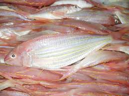Nemipterus virgatus for sale