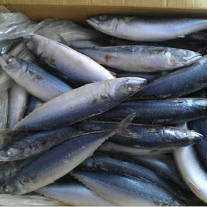 Best Quality frigate tuna For Sale