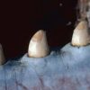 Sperm Whale Ivory For Sale - Image 3