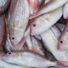 Nemipterus virgatus for sale - Image 6