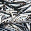 Quality Fresh Anchovies For Sale - Image 4