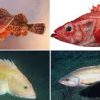 Fresh Sculpin Fish For Sale - Image 4