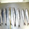 Quality Fresh Anchovies For Sale - Image 5
