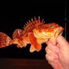 Fresh Sculpin Fish For Sale - Image 3