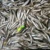 Quality Fresh Anchovies For Sale - Image 2