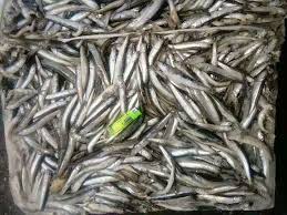 Quality Fresh Anchovies For Sale
