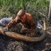 Mammoth Ivory For Sale - Image 4