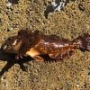 Fresh Sculpin Fish For Sale