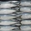 Frozen Mackerel Fish For Sale - Image 5