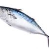 fresh bonito fish for sale