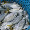Best Quality Slim Mouth Fish For Sale - Image 4
